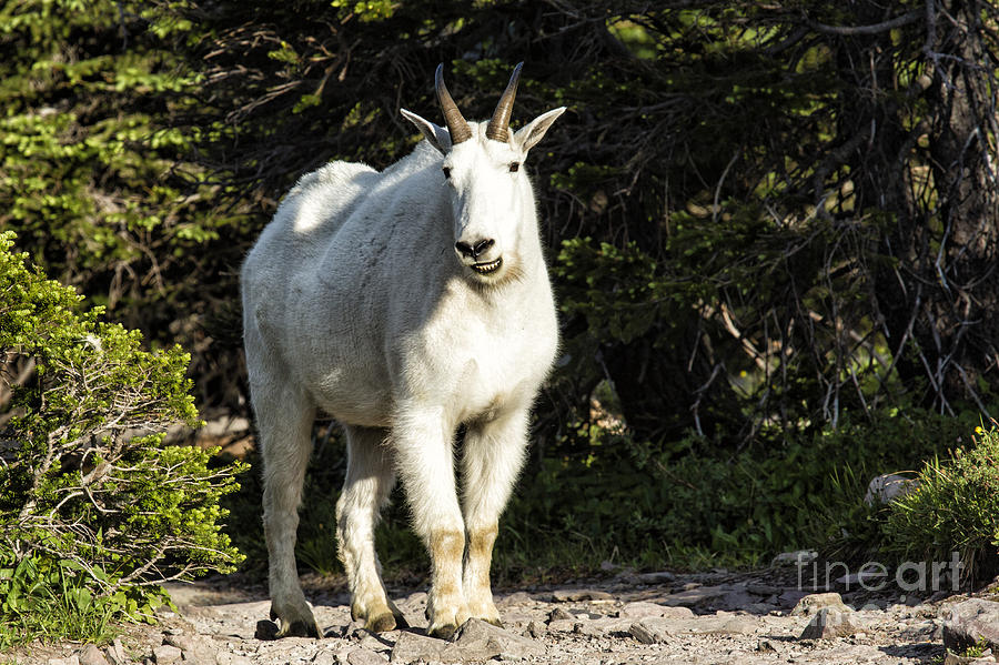 Mountain Goat #2 Photograph by Timothy Hacker