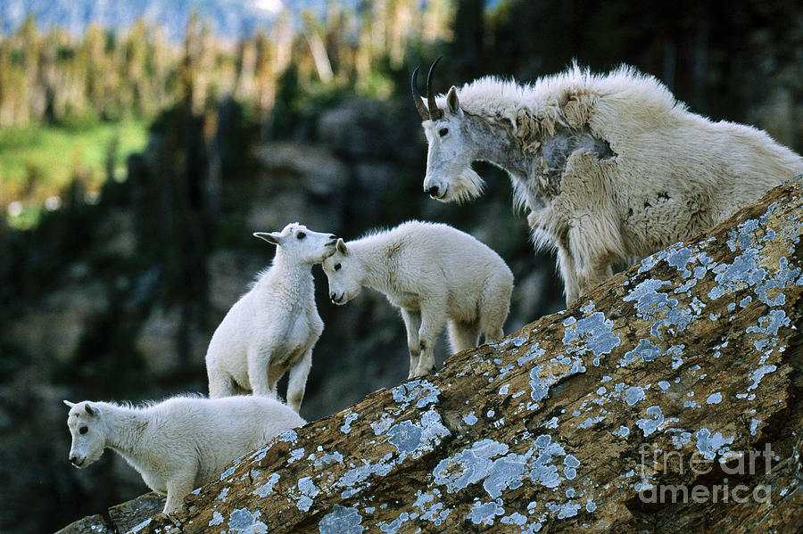 Mountain Goats #1 Photograph by Art Wolfe