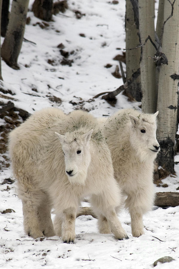 Mountain Goats #1 Photograph by Mark Newman