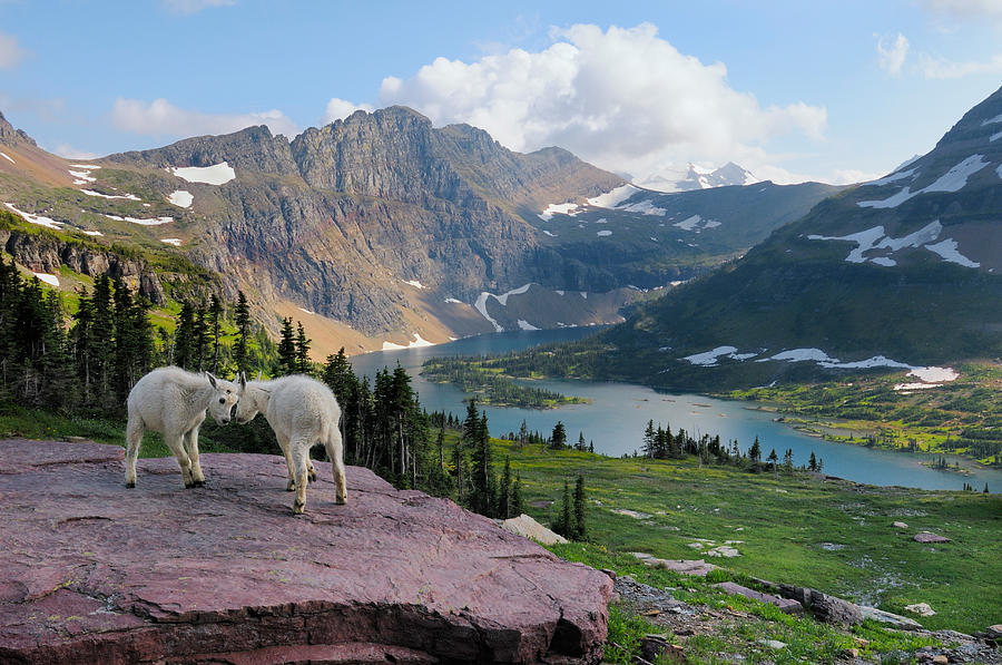 Mountain Goats #1 Photograph by Thomas And Pat Leeson