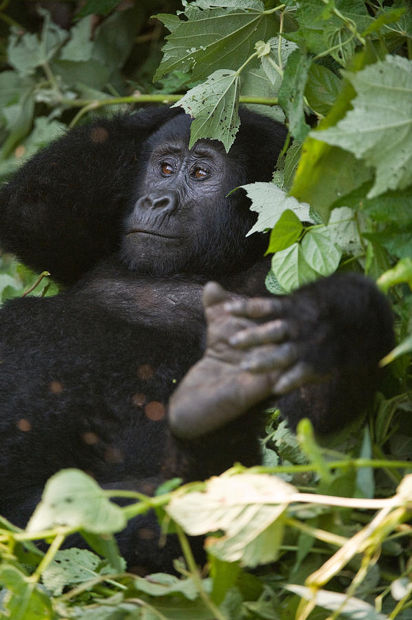 Bwindi Impenetrable National Park Photograph - Mountain Gorilla Gorilla Beringei #1 by Panoramic Images