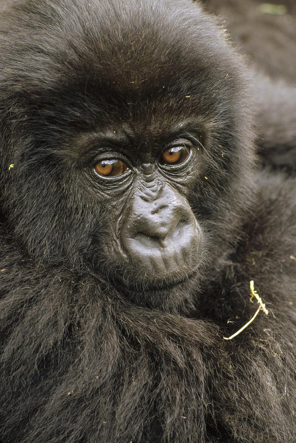 Mountain Gorilla Juvenile Portrait #1 Photograph by Gerry Ellis