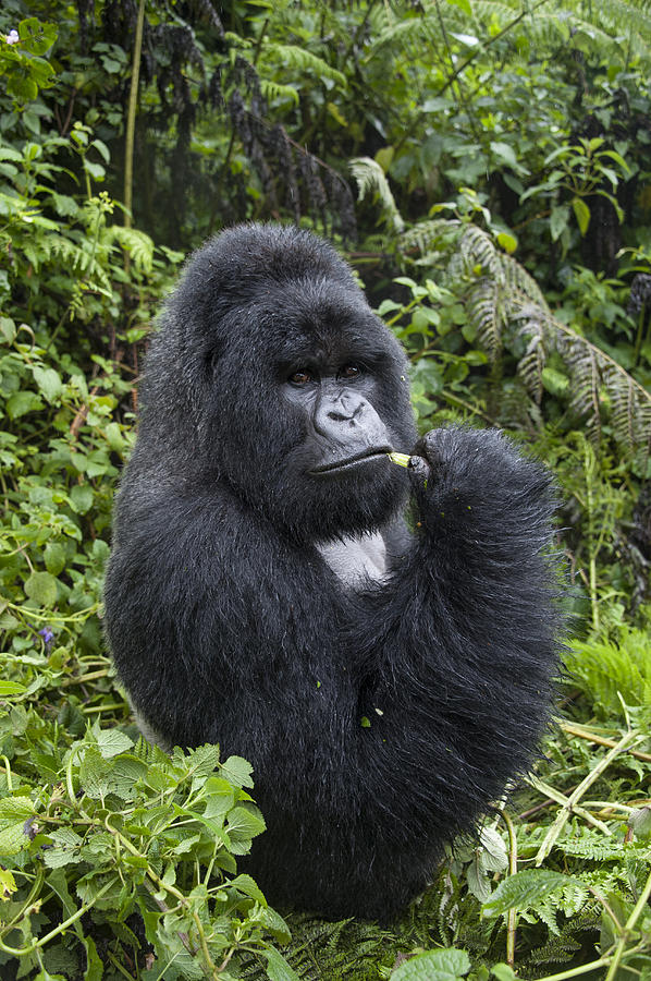 Mountain Gorilla Silverback Feeding #1 Photograph by Suzi  Eszterhas