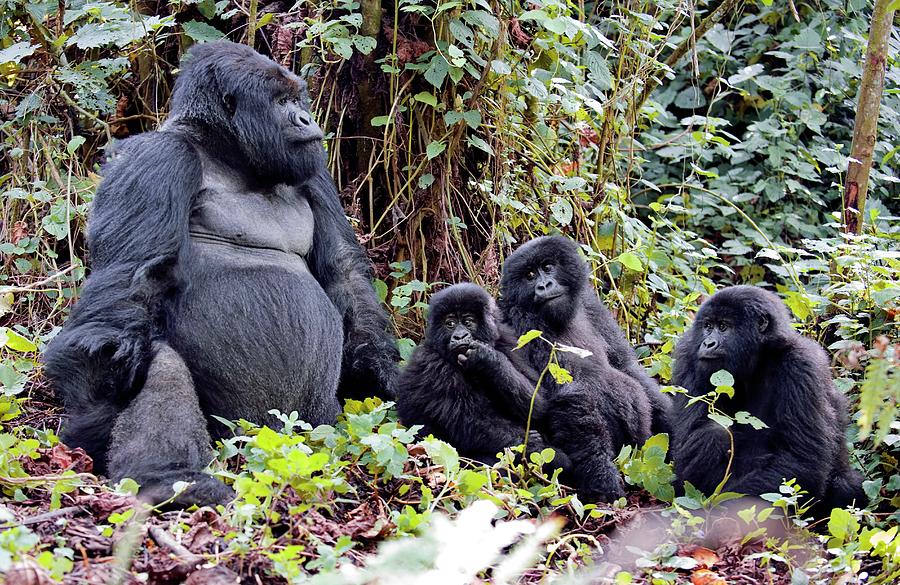 Volcanoes National Park Photograph - Mountain Gorillas #1 by Dr P. Marazzi/science Photo Library