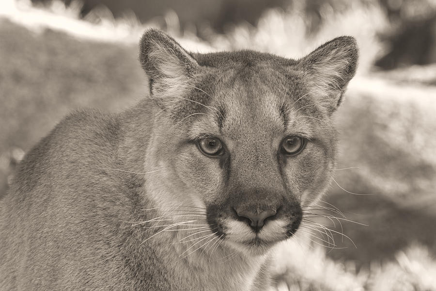 Mountain Lion  #1 Photograph by Brian Cross
