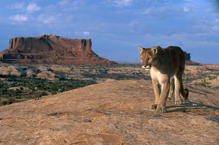 Mountain Lion In Utah Photograph by Jeffrey Lepore - Fine Art America