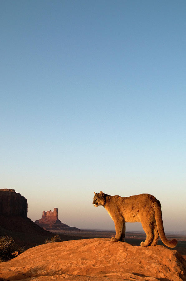 Mountain Lions In The Western Mountains Photograph by Dennis Fast ...