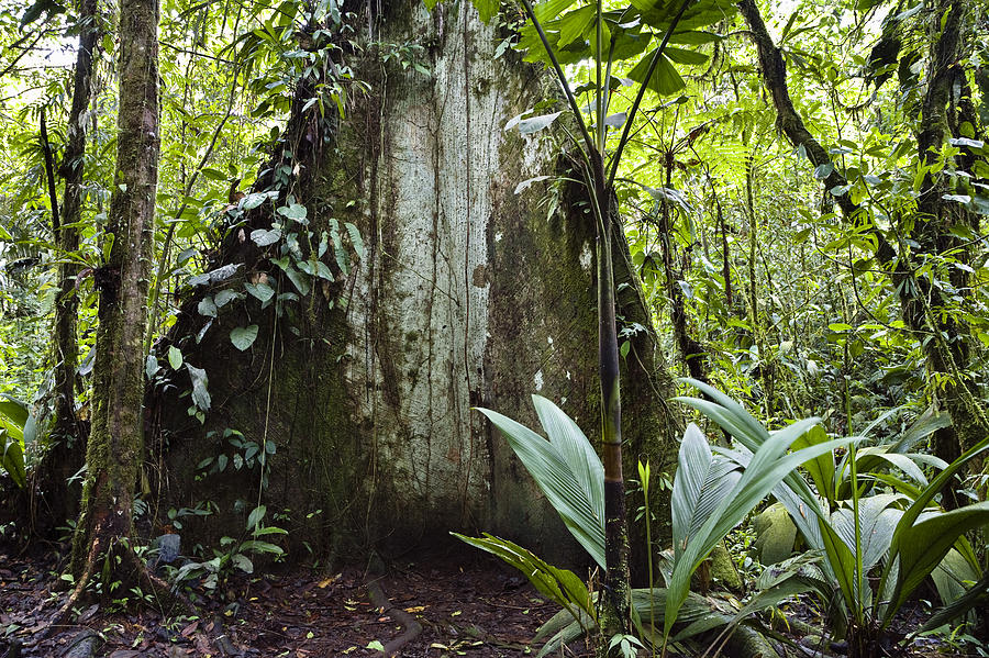 Mountain Rainforest Costa Rica #1 Photograph by Konrad Wothe