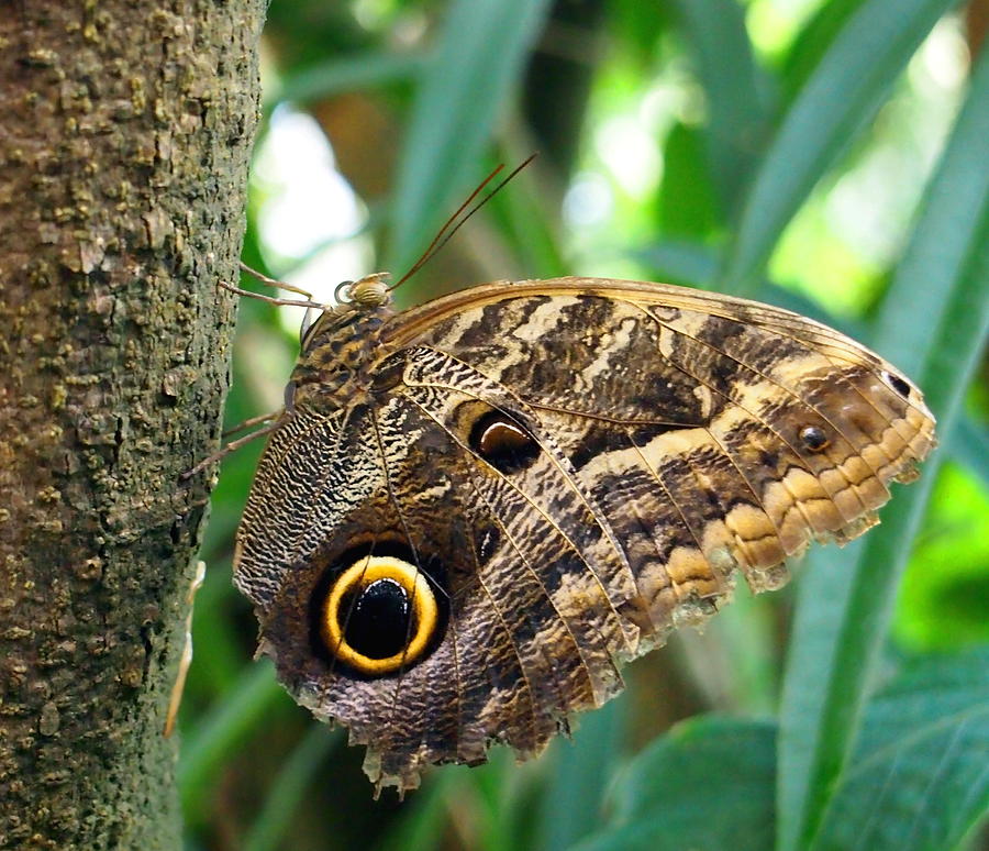 Mournful Owl Butterfly #1 Photograph by Amy McDaniel