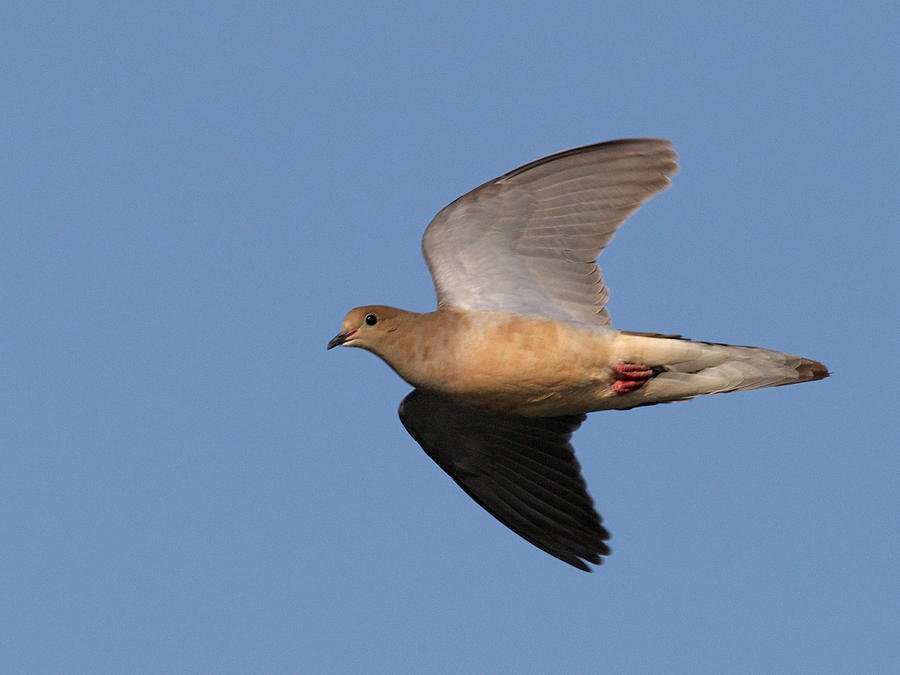 Mourning Dove Flies Over Photograph