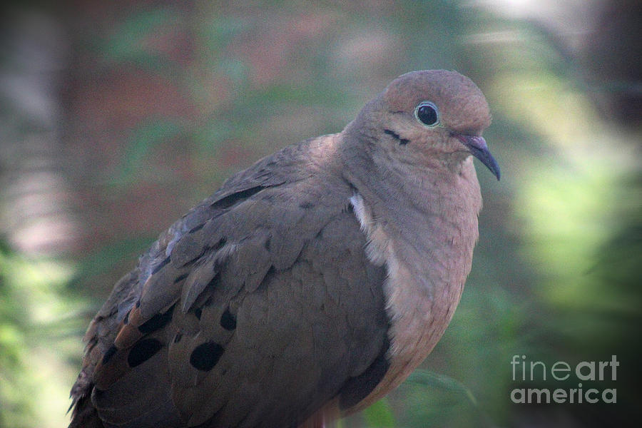 Mourning Dove #1 Photograph by Karen Adams