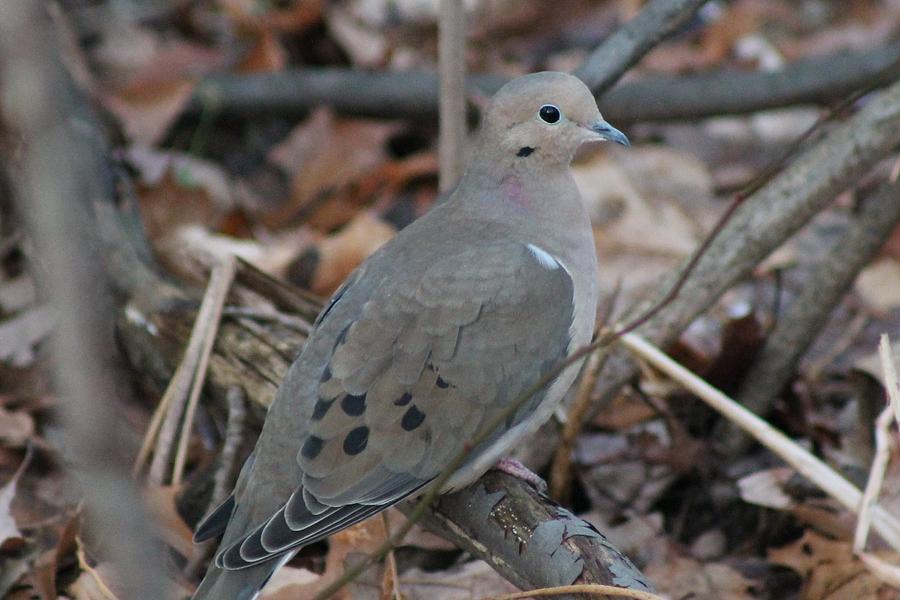 Mourning Dove Photograph by Lori Rossi - Fine Art America