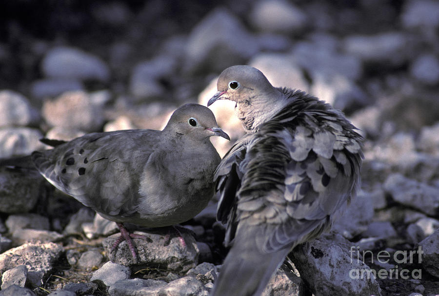 Mourning Dove #1 Photograph by Ron Sanford