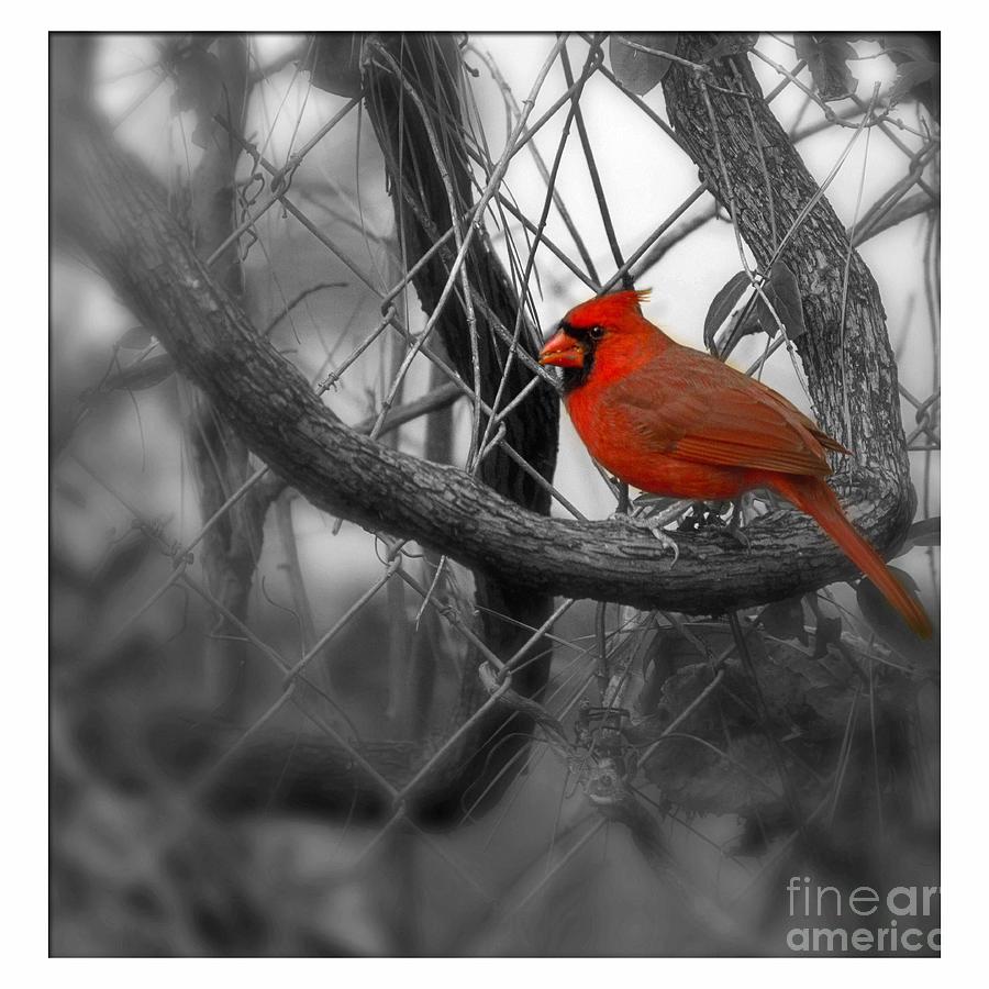 Mr. Cardinal #2 Photograph by Sandra Clark
