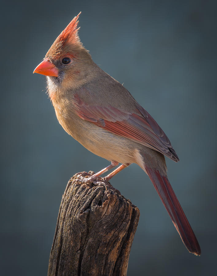 Bird Photograph - Mrs. Cardinal 4 by Larry Pacey