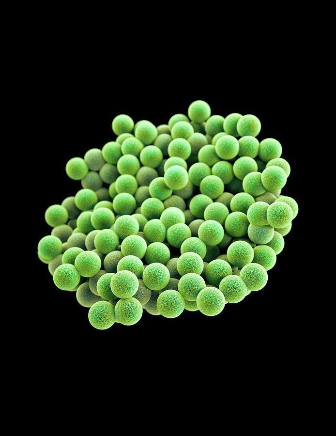 Mrsa Bacteria Photograph By Cdc Melissa Brower Fine Art America 0743