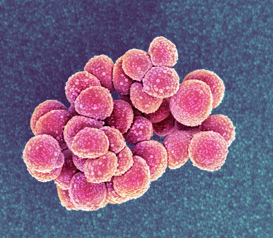 Mrsa Bacteria #1 Photograph by Science Photo Library