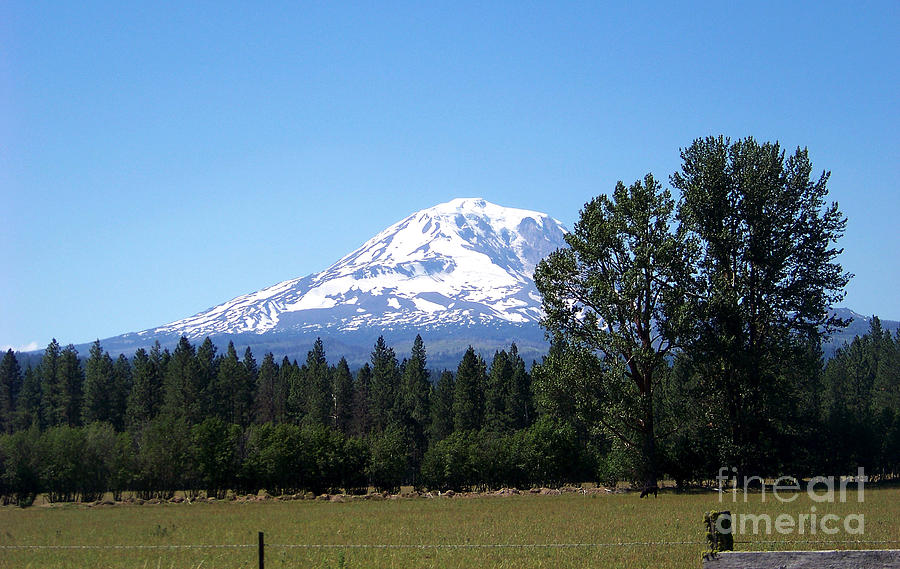 Mt Adams and Two Trees Photograph by Charles Robinson