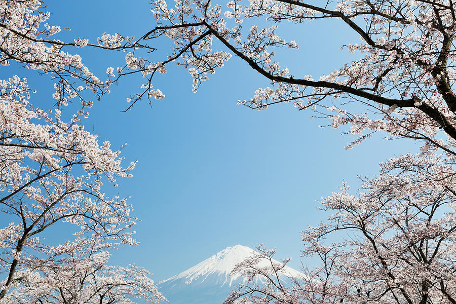 Mt Fuji In Spring #1 Photograph by Ooyoo