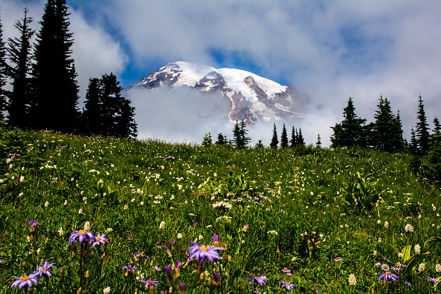 Flower Photograph - Mt Rainier Flower garden #1 by Randall Branham