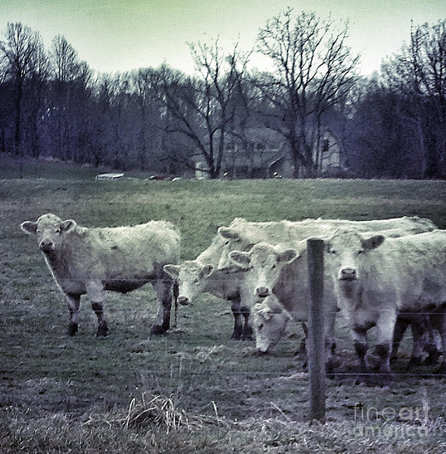 Cow Photograph - Muddy Cows #1 by Patricia Januszkiewicz