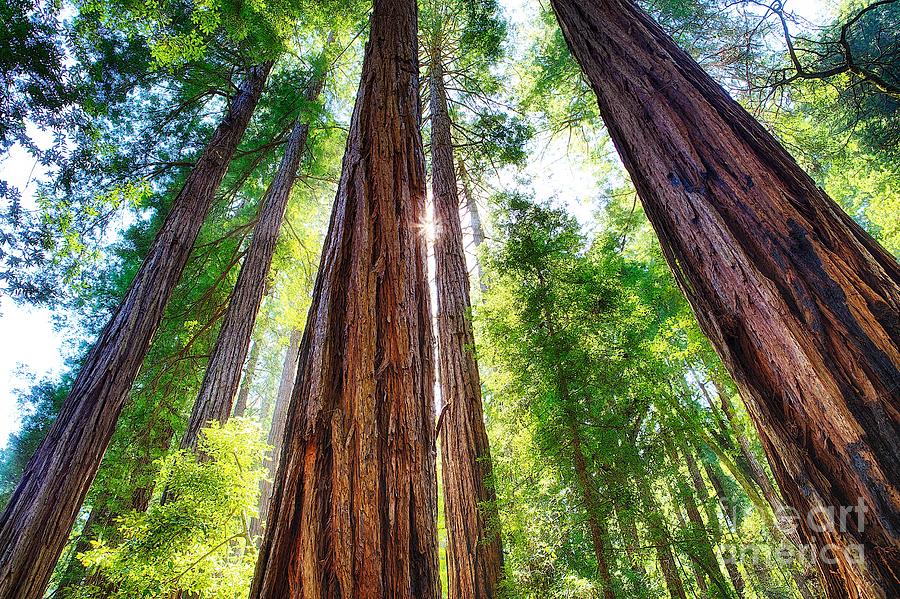 Muir Woods Redwood Trees 2 #1 Photograph by Mel Ashar