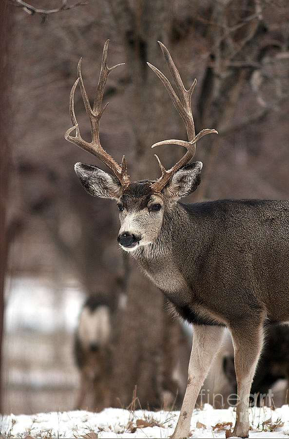 Mule Deer 6 Photograph by Earl Nelson - Fine Art America