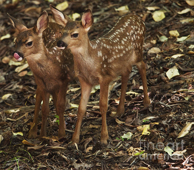 Mule Deer And Fawns #1 Photograph by Ron Sanford