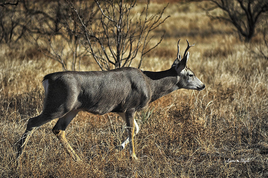 Mule Deer Buck #2 Photograph by Karen Slagle