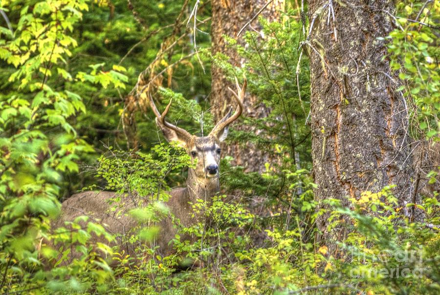 Mule Deer Buck #1 Photograph by Loni Collins