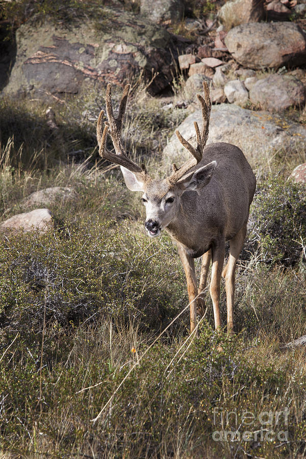 Mule Deer Buck #1 Photograph by Ronald Lutz
