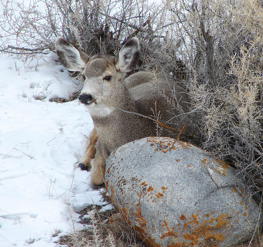 Mule Deer Napping Photograph by Carl Moore