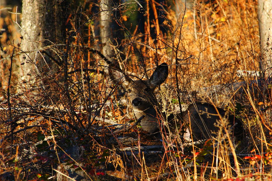 Mule Deer Doe #1 Photograph by Loni Collins
