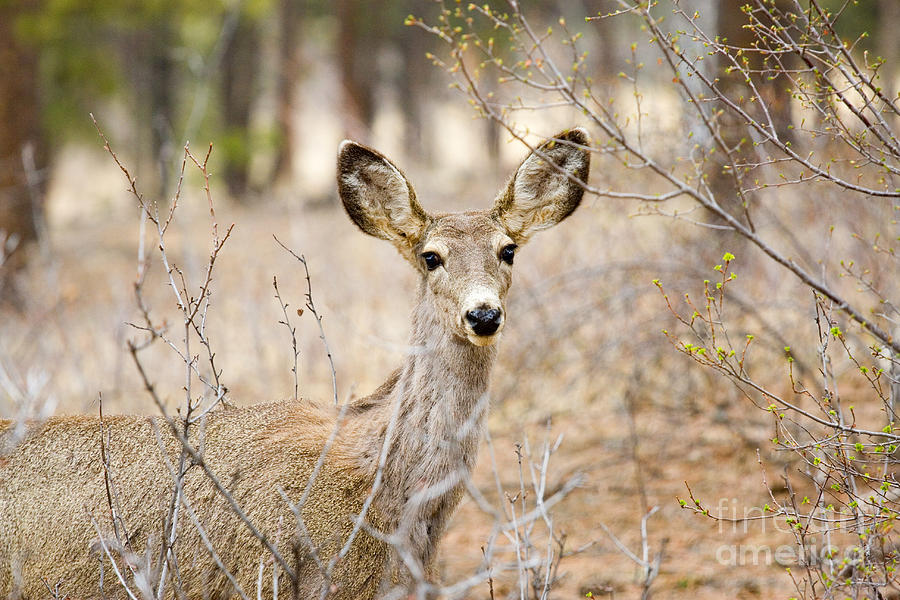 Mule Deer Doe Photograph