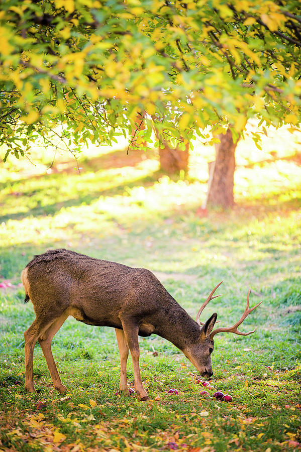 Mule Deer Picks Through Fallen Apples Photograph by Conor Barry Fine Art America