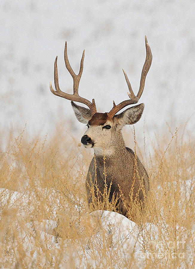 Mule Deer Rut Photograph