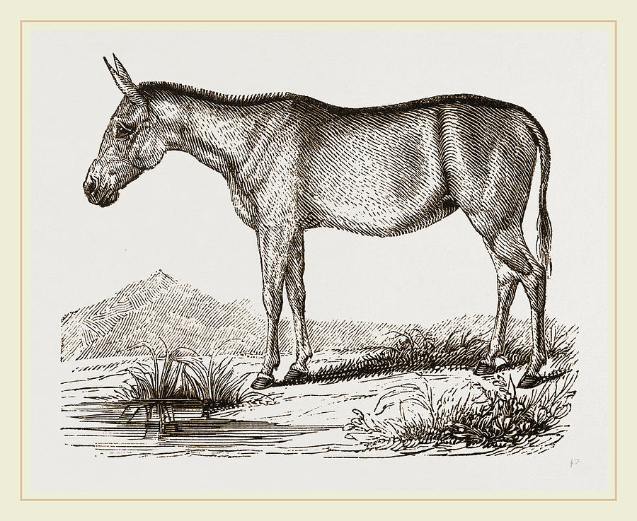 Mule Drawing by Litz Collection Fine Art America