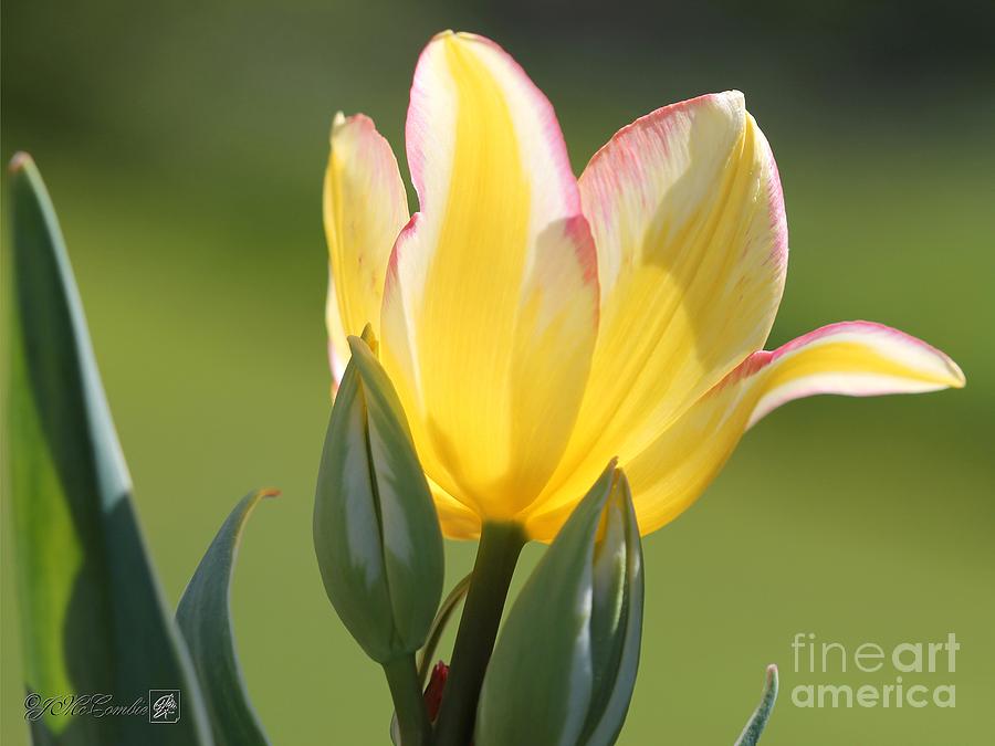 Multiflowering Tulip named Photograph by J Fine Art America