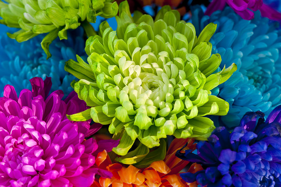 Multicolored Chrysanthemums  #1 Photograph by Jim Corwin
