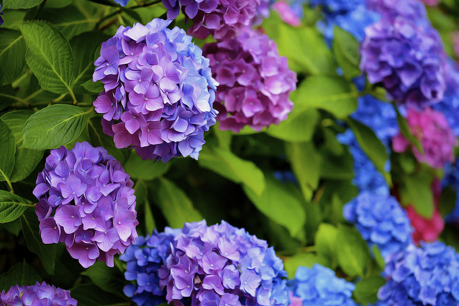 Multicolored Hydrangeas Photograph by Clyn Robinson - Pixels