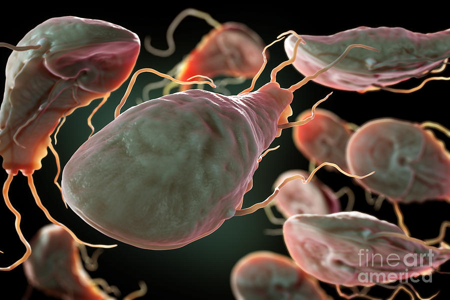 Intestinal Parasite Photograph - Multiple Giardia Trophozoites #1 by Science Picture Co