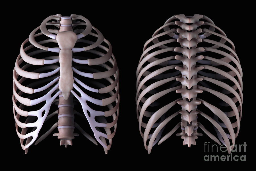 Multiple View Of The Rib Cage #1 Photograph by Science Picture Co - Fine  Art America