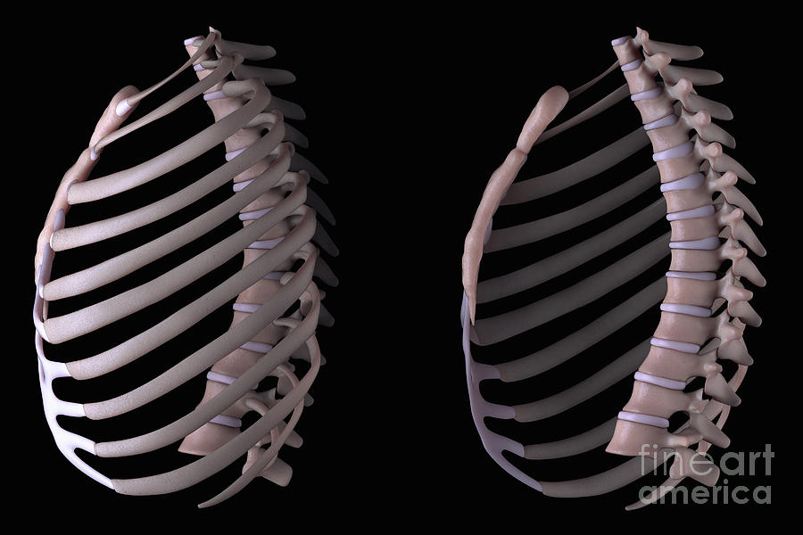 Multiple View Of The Thoracic Cage Photograph By Science Picture Co 