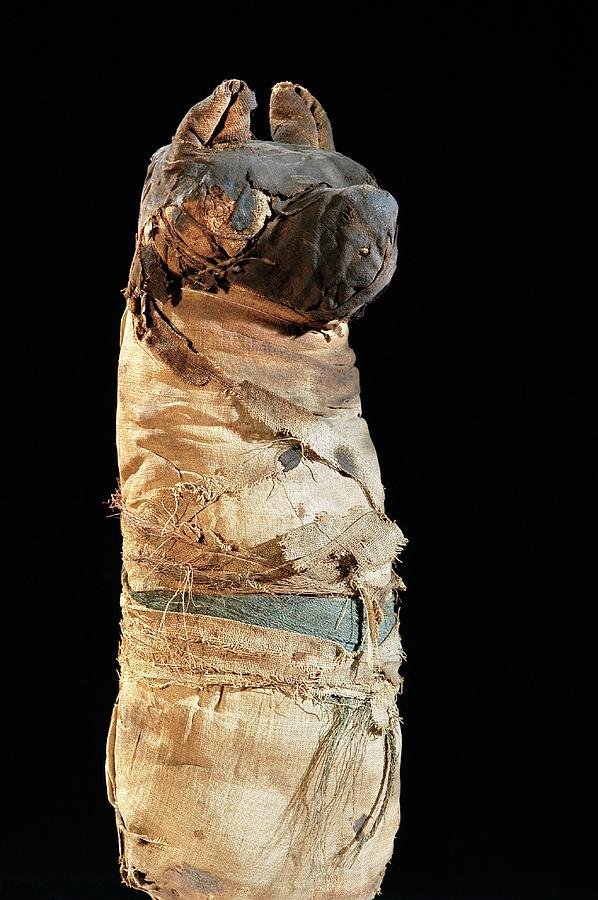 Mummified Dog From Ancient Egypt #1 Photograph by Thierry Berrod, Mona Lisa Production/ Science Photo Library