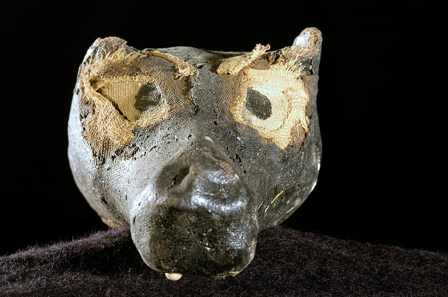 Mummified Dogs Head From Ancient Egypt #1 Photograph by Thierry Berrod, Mona Lisa Production/ Science Photo Library
