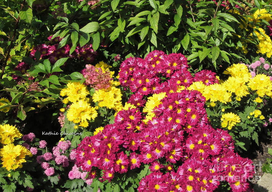 Mums - Red and Gold Photograph by Kathie Chicoine