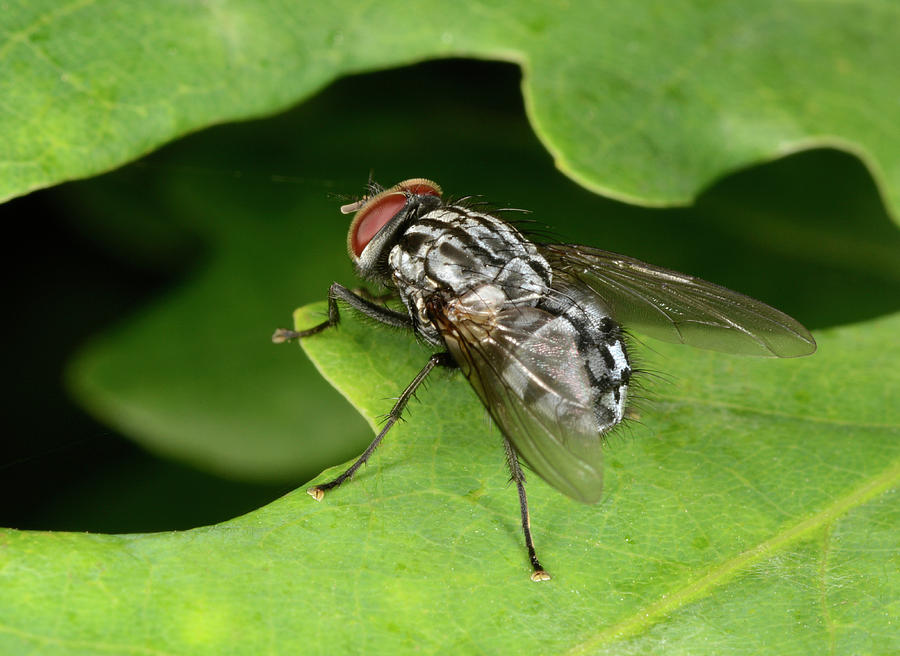 Muscid Fly Photograph by Nigel Downer - Fine Art America