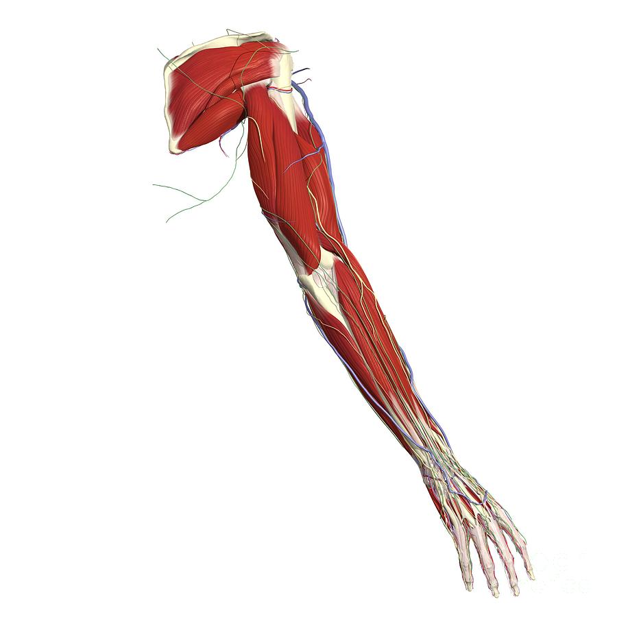 Muscles Of Upper Limb Photograph By Asklepios Medical Atlas Pixels Porn Sex Picture 0312
