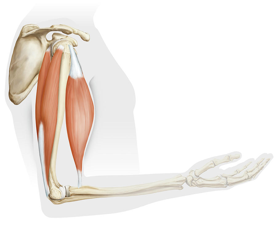 Muscles Of The Arm Lateral View Photograph by Qa International ...