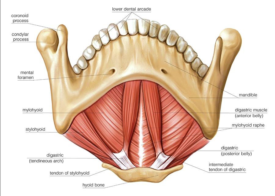 Muscles Of The Floor Of Mouth